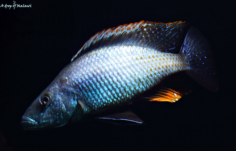 Dimidiochromis compressiceps